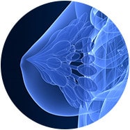 Mammographie